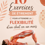 Femme pratiquant des étirements dans un parc, visant à améliorer sa flexibilité